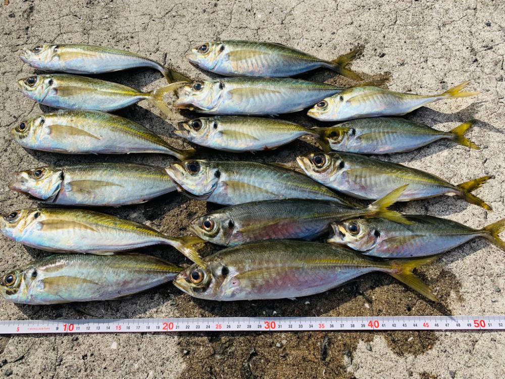 離島で良型アジをフカセ釣り