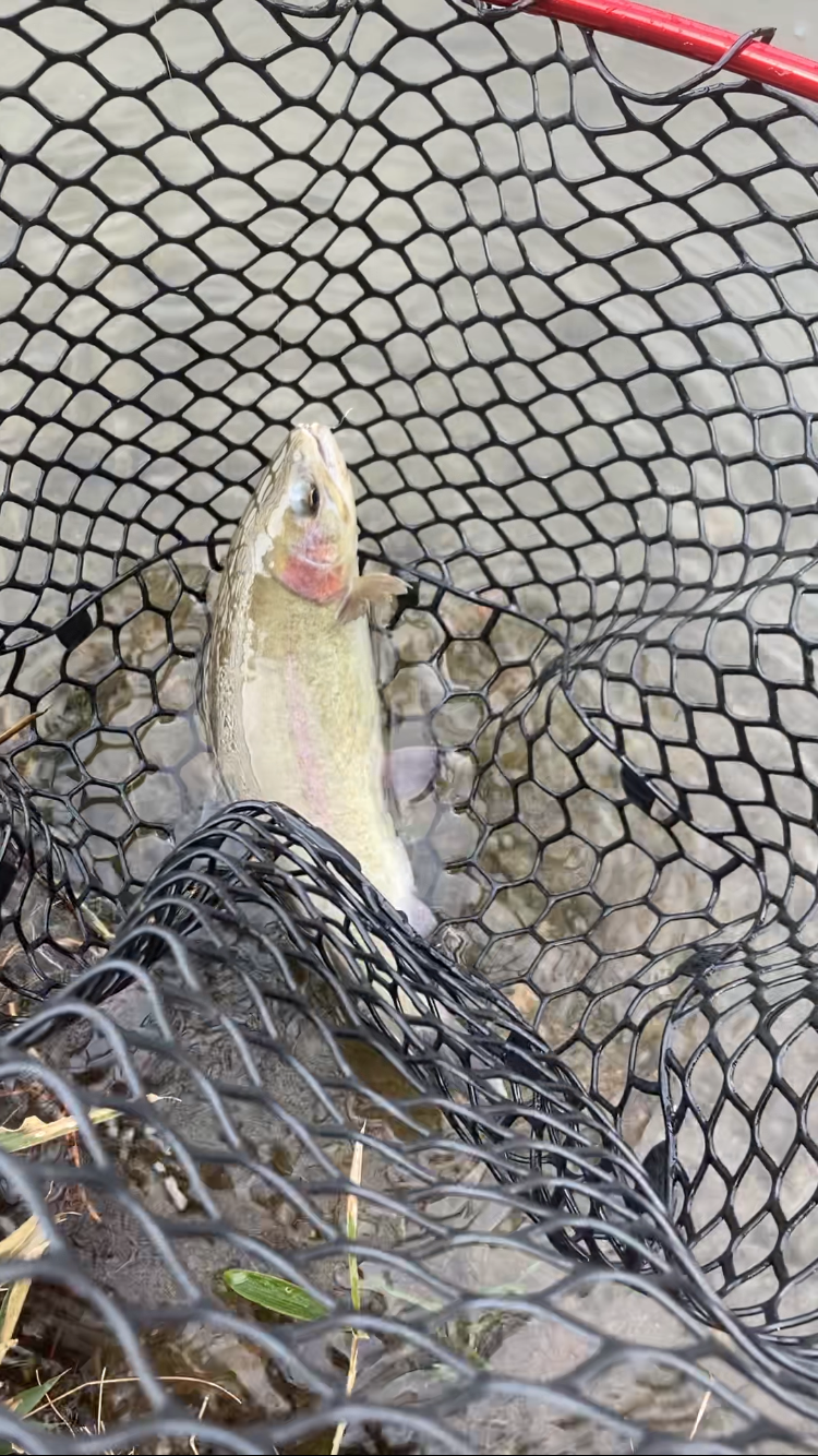 エリアトラウト数釣り？