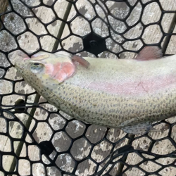 今年初トラウト!