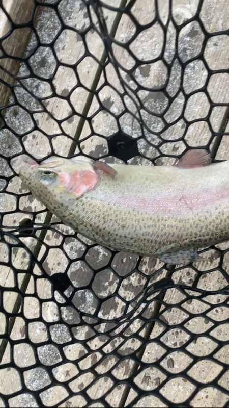 今年初トラウト!