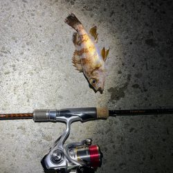 癒しのメバリング