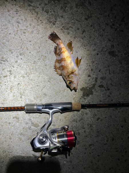 癒しのメバリング