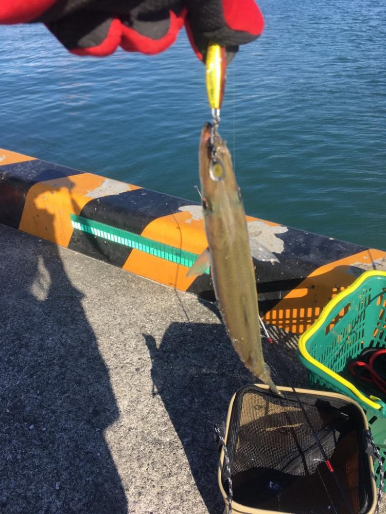 夕マズメのカマスゲーム