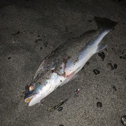 サーフでニベ！