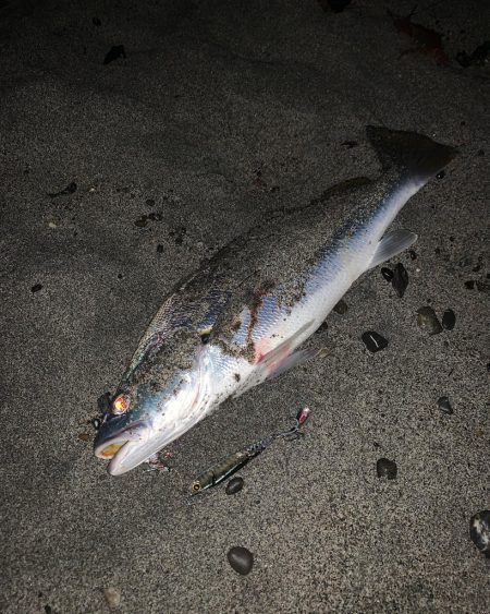 サーフでニベ！