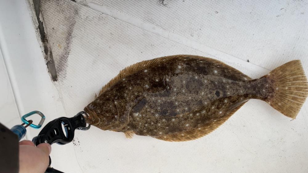 ヒラメ釣れました！