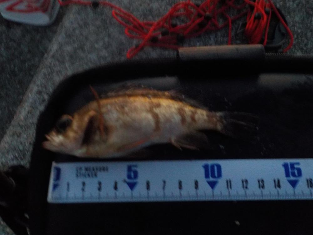 ナイトゲーム3目