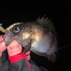 ライトゲーム釣行