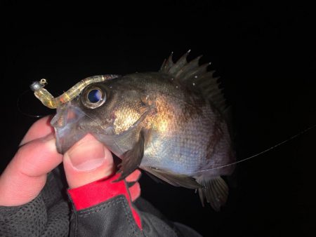 ライトゲーム釣行