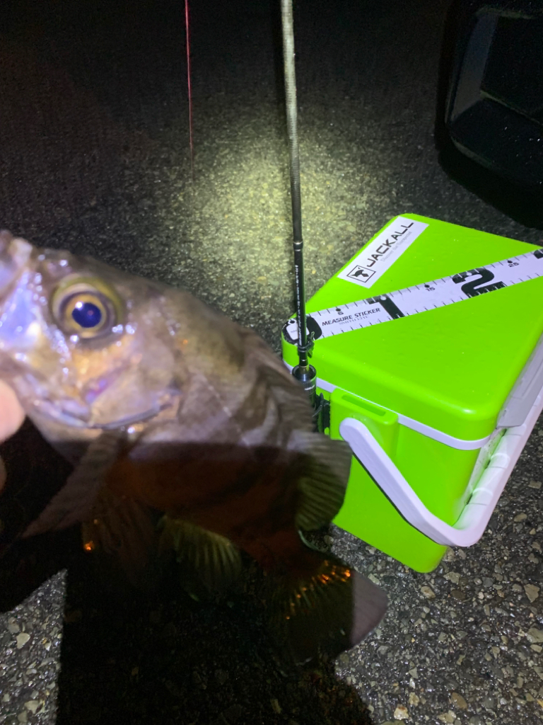 雨ですよ!メバリングですよ!