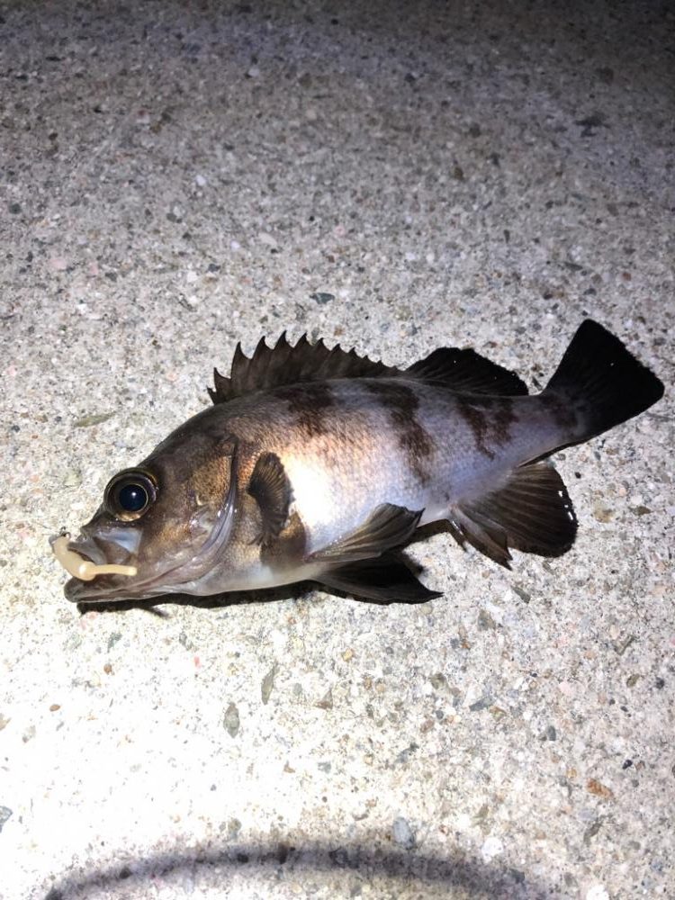 淡路メバリング