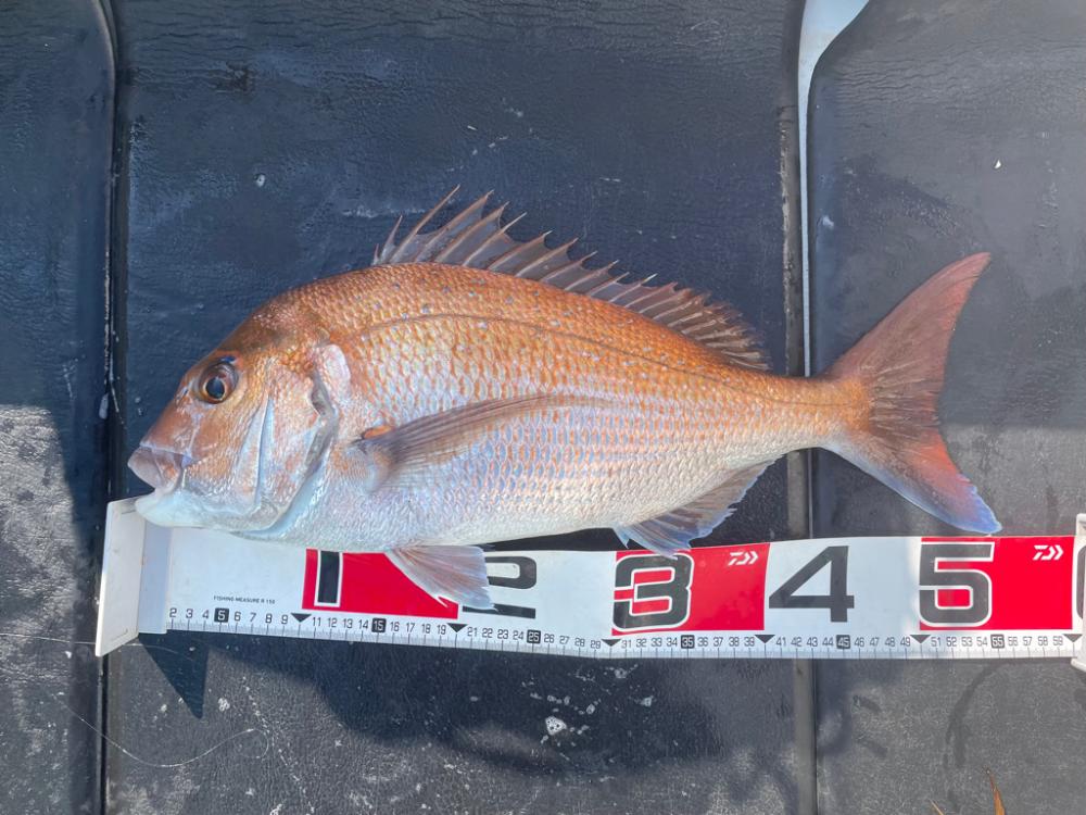 三崎で一つテンヤ