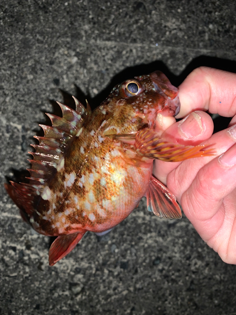 ガシガシガシガシ