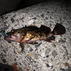 真冬にはガシラ