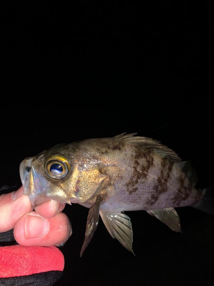 ライトゲームが熱い！