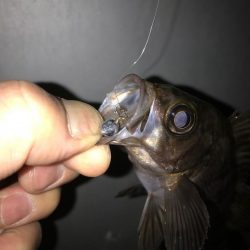 久しぶりの釣り