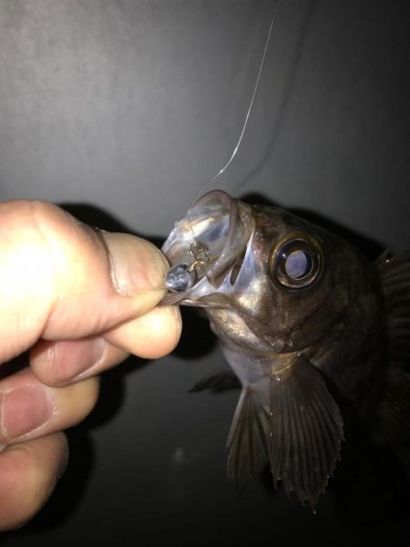 久しぶりの釣り