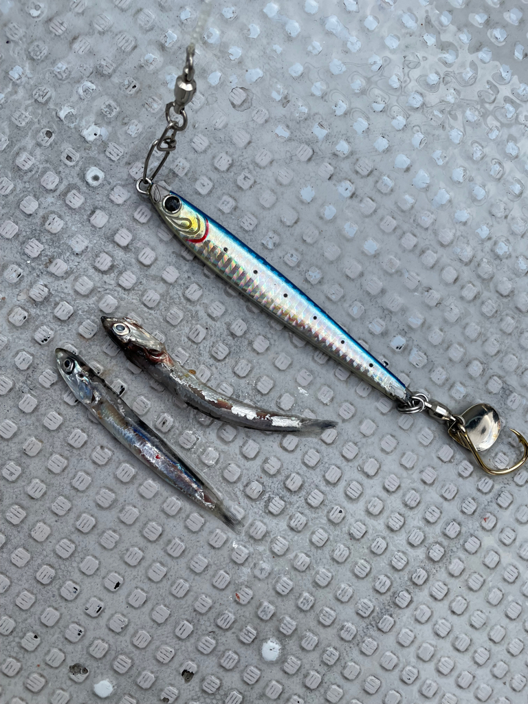 沖が時化たので近海でサワラ狙い