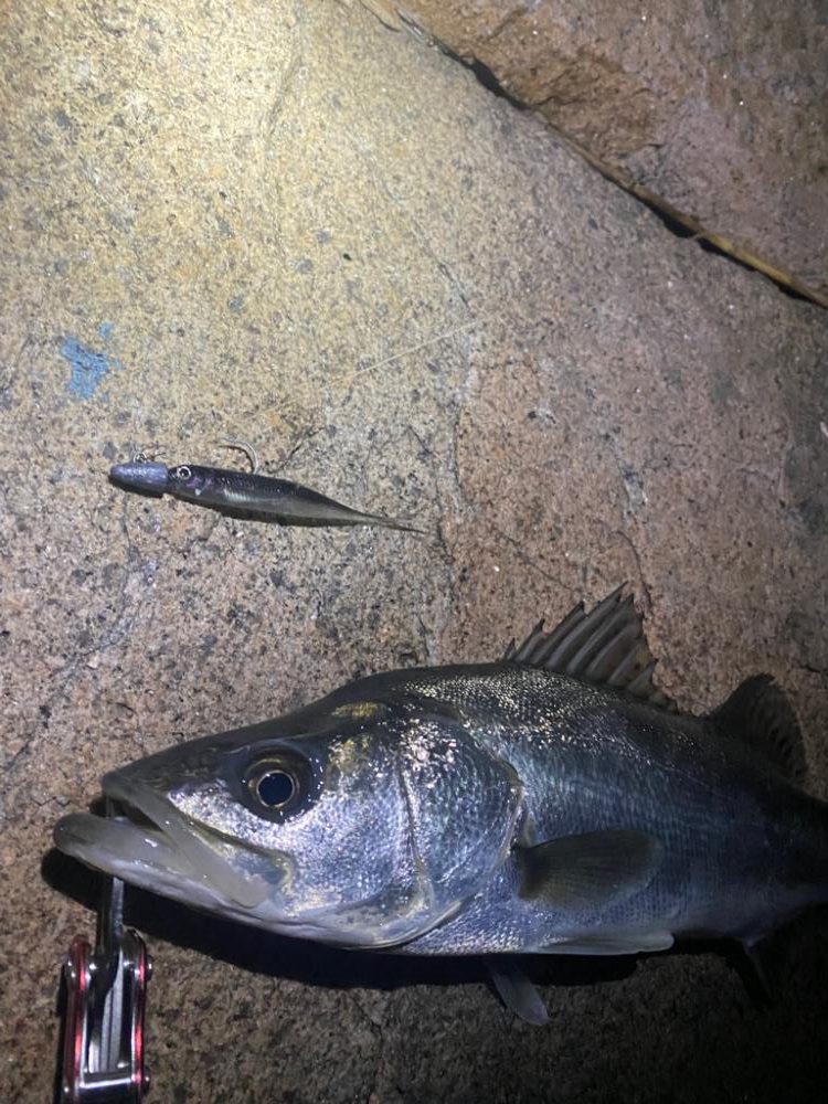 シーバスマルチヒット