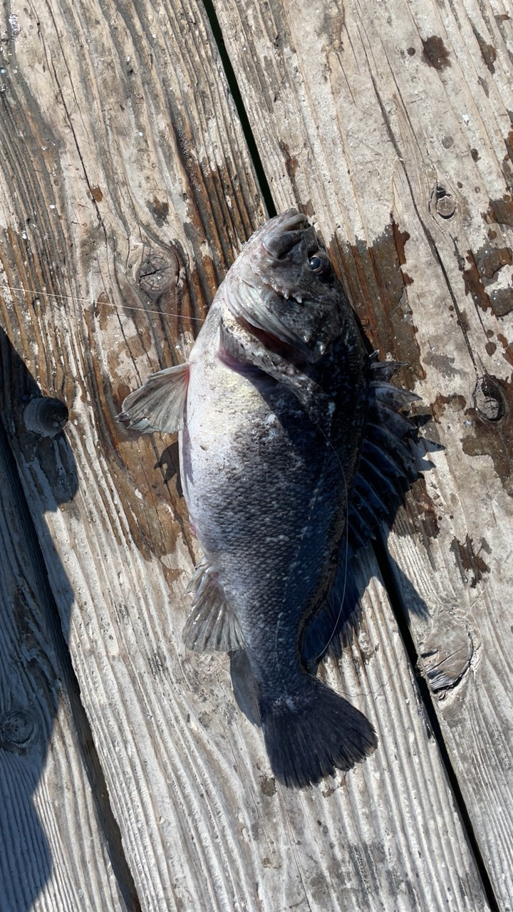 釣堀海恵の釣果