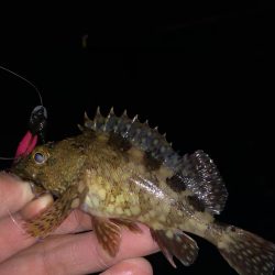 ボトムワイルド