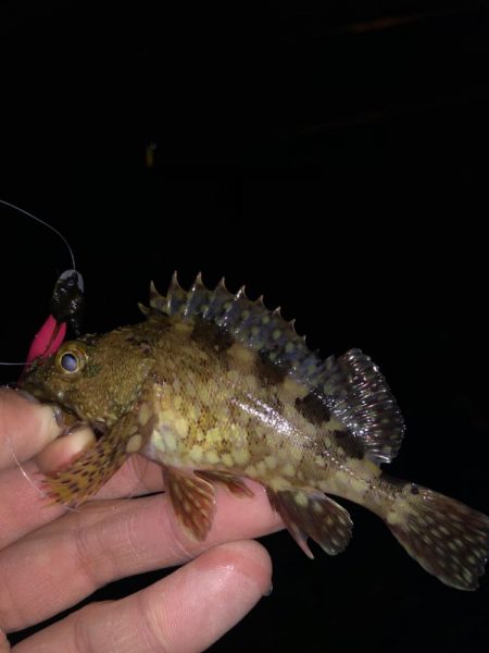 ボトムワイルド