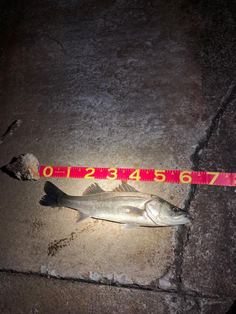 バチ抜けシーズン到来！