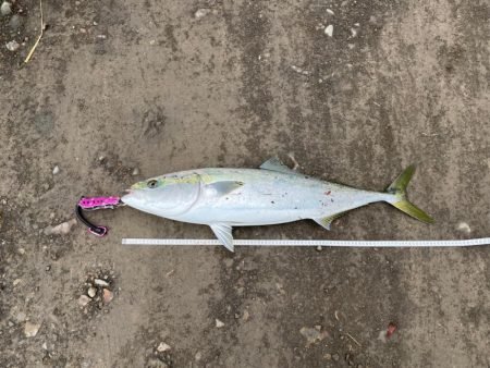 タモは届かないけど、ナブラ出たから投げてみ…