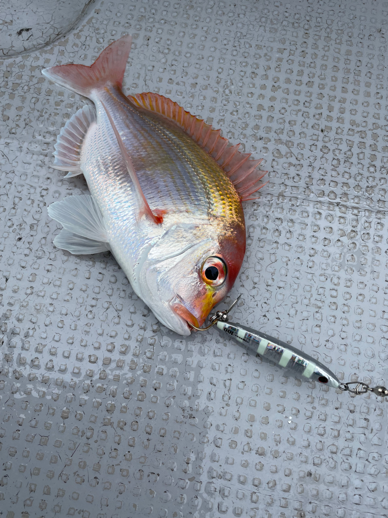 サワラ タチウオ便