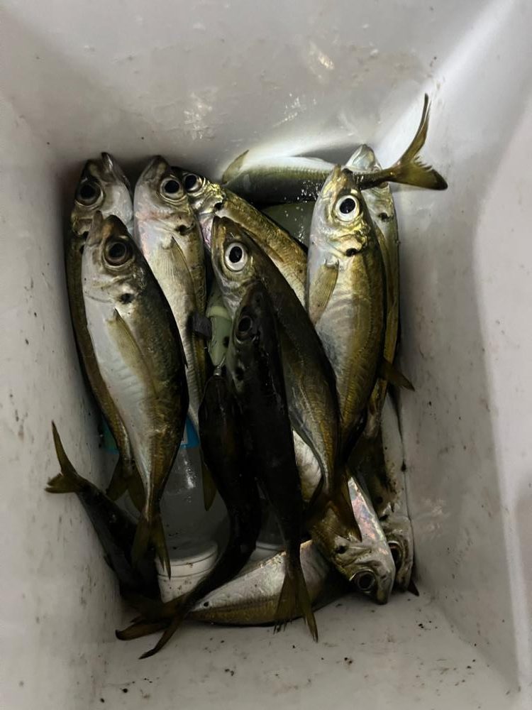 呼子、アジ好調ですね。