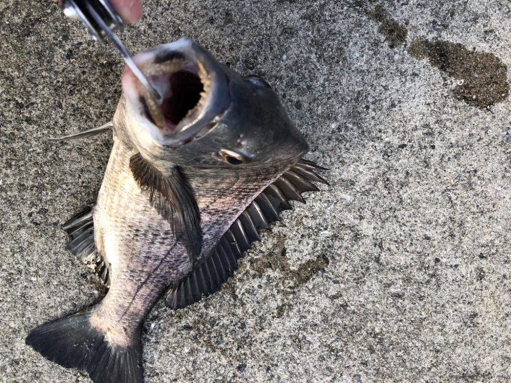 朝マヅメからエビ撒き