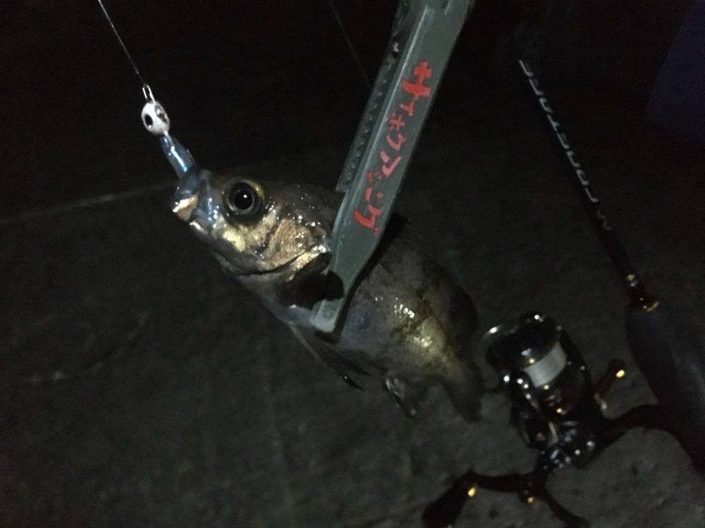 夏泊メバリング