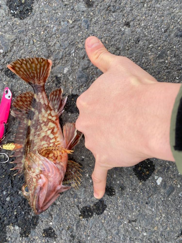 あらかぶはうらぎらない