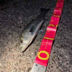 今年初めての釣行