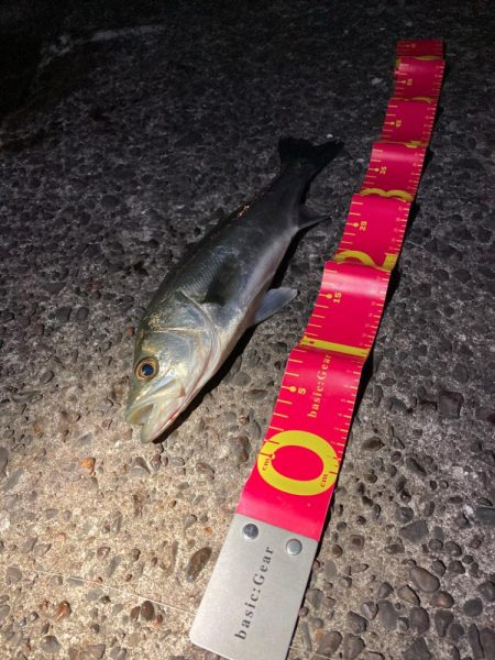 今年初めての釣行