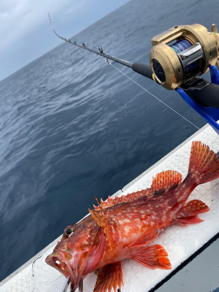 大原沖、ヒラメ泳がせ