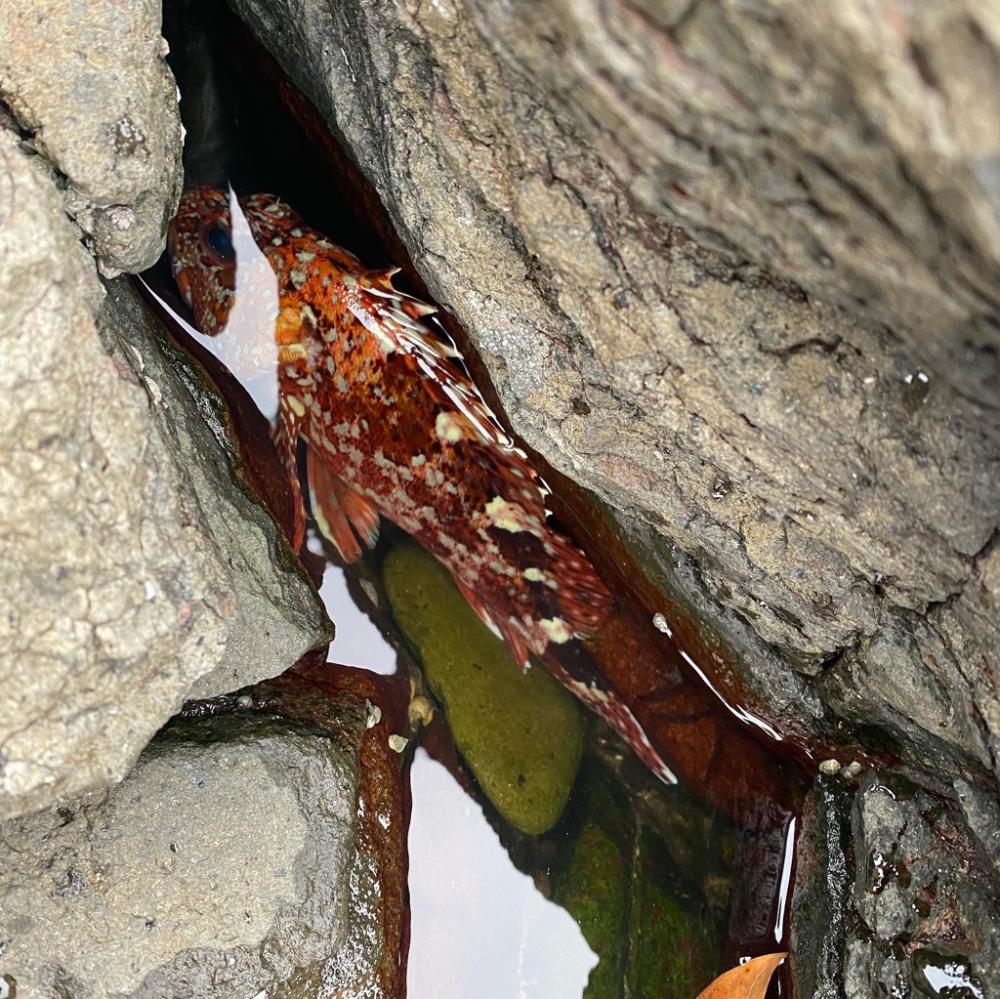 青物不在　アラカブ