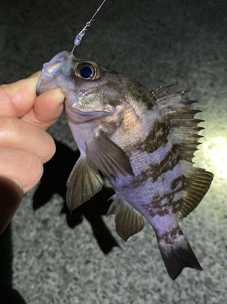 連休初日のメバル