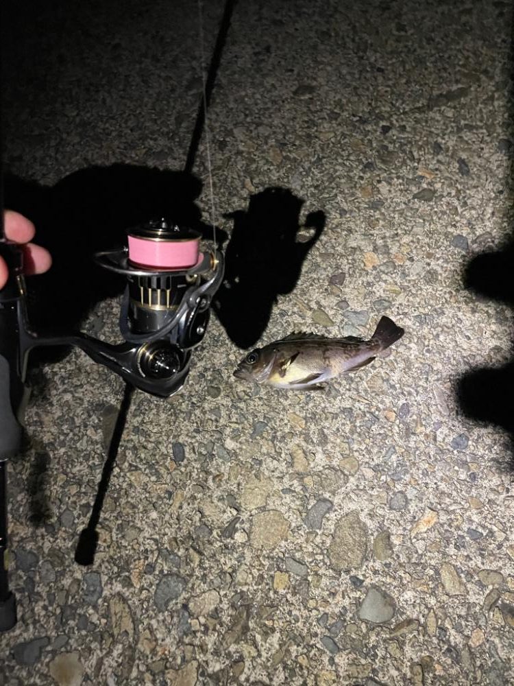 メバリングへ香住東港へ