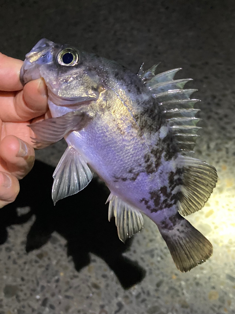 メバル上がり調子