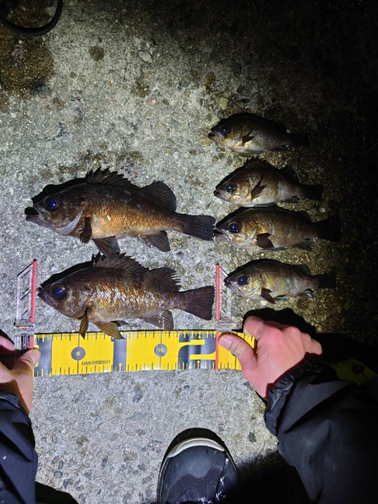 【メバリング】淡路フロートメバリング