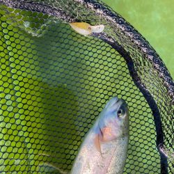 土日明けの月曜日エリアトラウト  かめプー