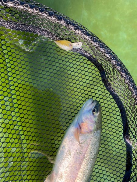 土日明けの月曜日エリアトラウト  かめプー