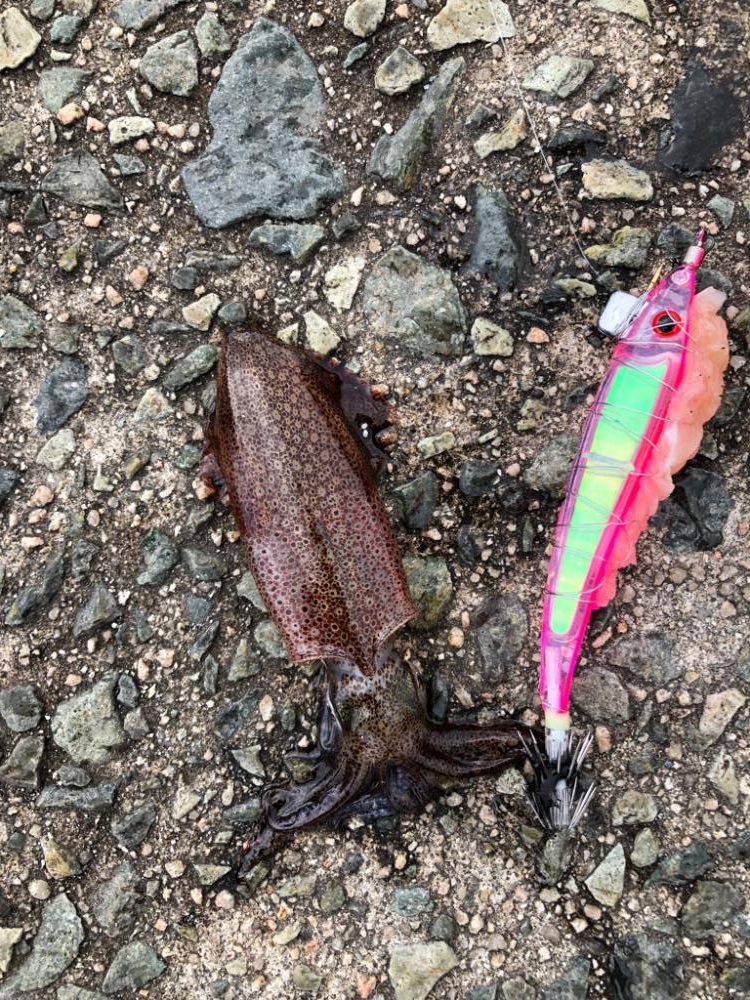 餌まきエギング！