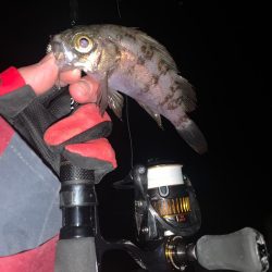 ライトゲーム釣り場探索へ