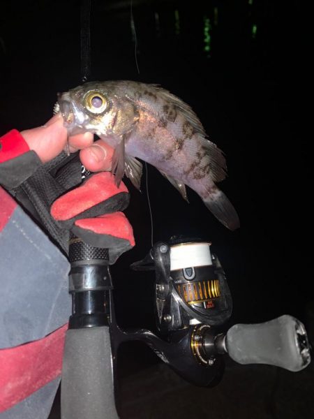 ライトゲーム釣り場探索へ