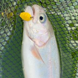 服部緑地攻略戦線