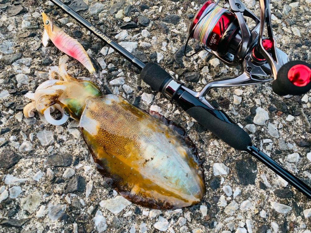 【天草】エギング・アジング　渋くも小型に遊んでもらった１日