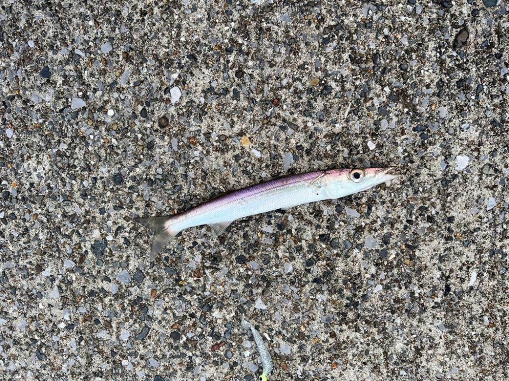 カマス釣りにハマってます