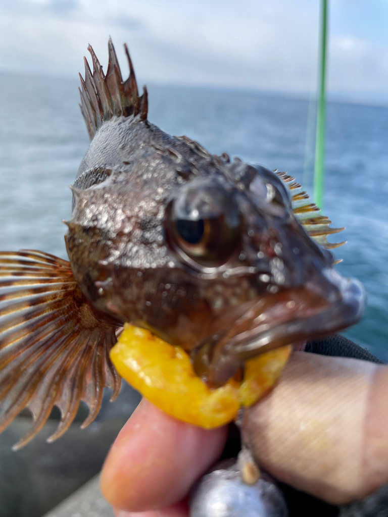 厳しい穴釣り#6